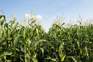 玉米地