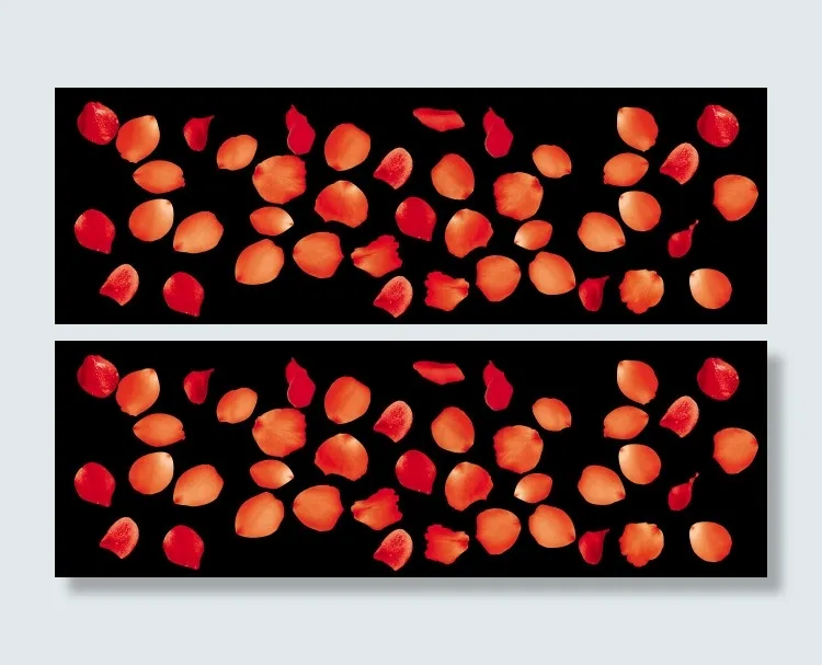 玫瑰花瓣psd分层psd模版下载