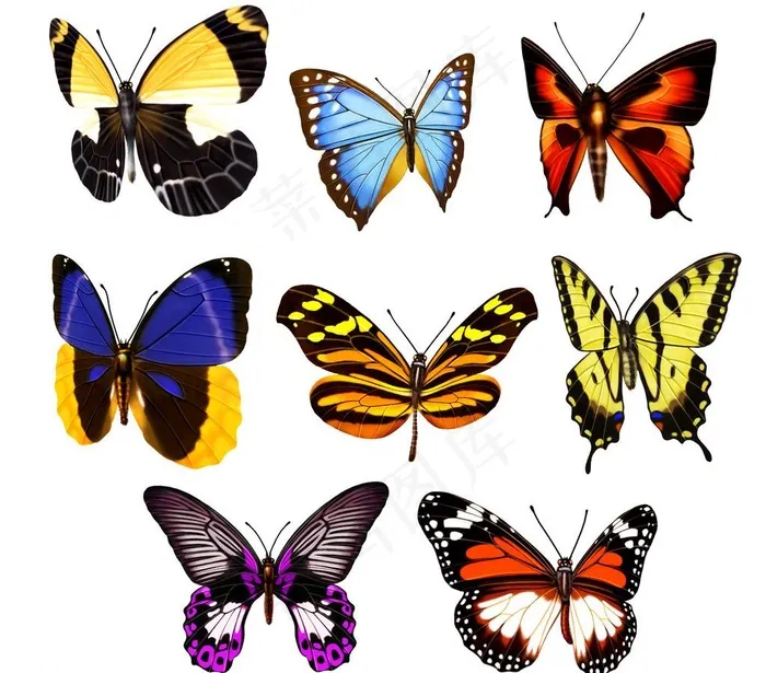 小蝴蝶图片psd模版下载