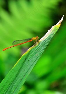 绿叶红色豆娘图片