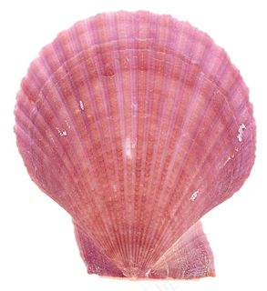 贝壳免抠素材PSD分层