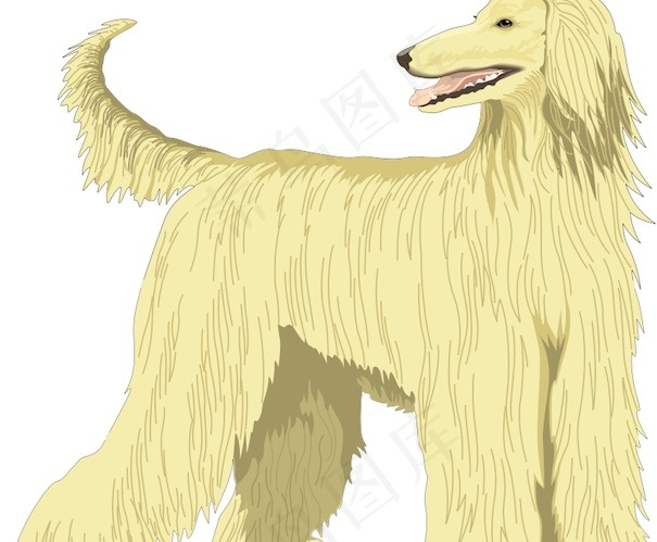 阿富汗猎犬