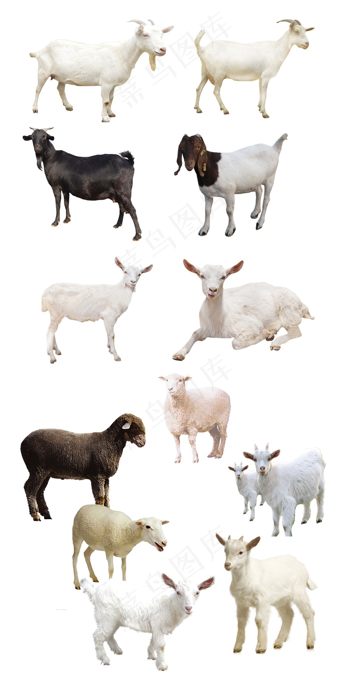 绵羊山羊png动物图片免扣素材