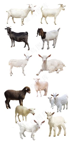 绵羊山羊png动物图片免扣素材