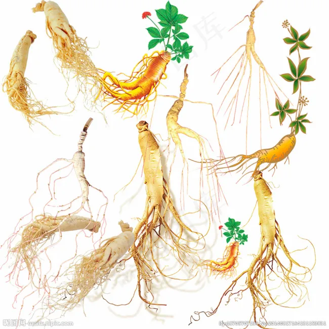 人参 植物 素材psd模版下载
