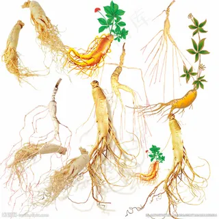 人参 植物 素材 人参 植物 素材