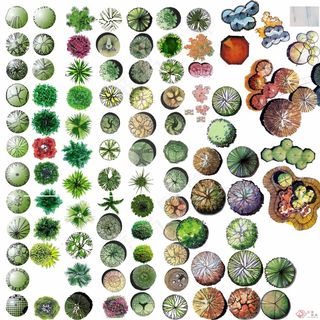 园林植物ps平面图例