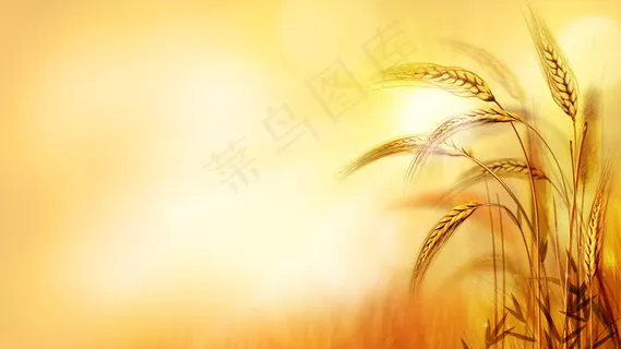 高清金黄色背景麦子图片 高清金黄色背景麦子图片