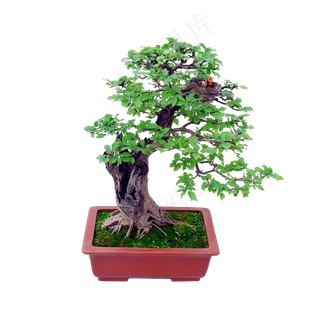 花苗树苗家居植物盆景盆栽png图片