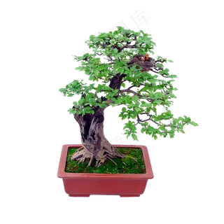 花苗树苗家居植物盆景盆栽png图片