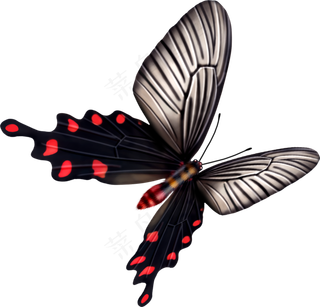 免抠png图片ps素材蝴蝶