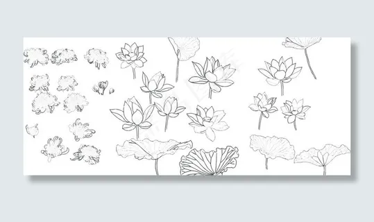 白描荷花菊花图片