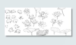 白描荷花菊花图片