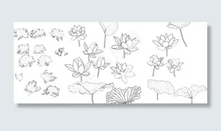 白描荷花菊花图片