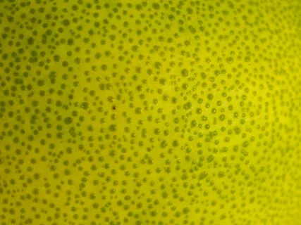 柚子皮纹理背景图片 柚子皮纹理背景图片