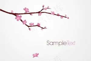 盛开的樱花