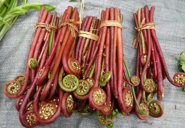 蕨菜图片