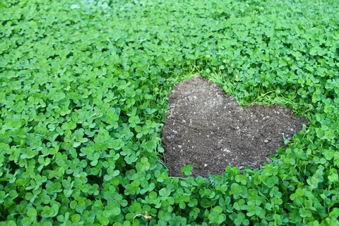 四叶草桌面壁纸图片