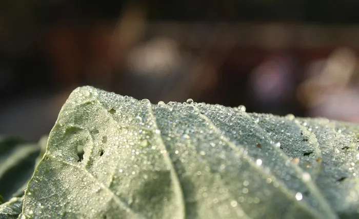 水珠 水滴 露珠图片