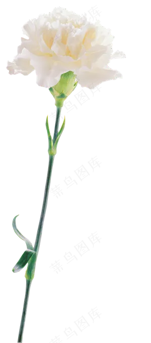 母亲节康乃馨PNG透明背景免扣素材