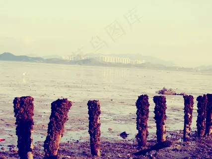 深圳红树林图片 深圳红树林图片