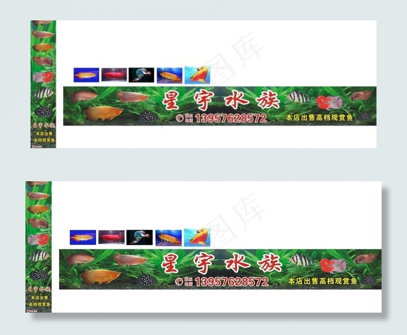 乐华 星宇水族 鱼图片