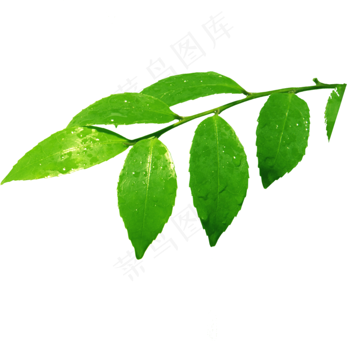 树枝树叶免抠素材PNG分层