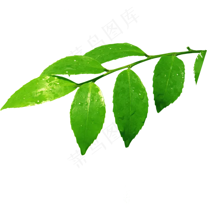 树枝树叶免抠素材PNG分层