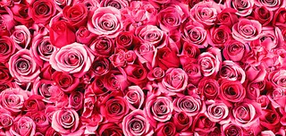 玫瑰花情人节海报素材图片