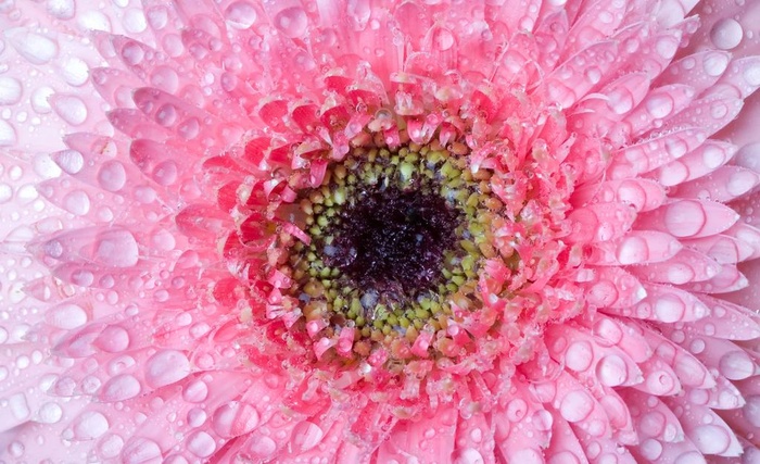 菊花水滴水珠图片