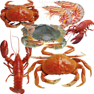 深海鱼类素材金鱼鲫鱼带鱼海鲜龙虾螃...