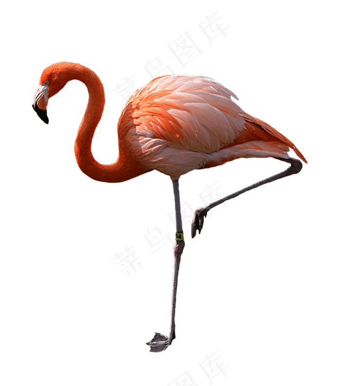 火烈鸟图片免抠png透明素材