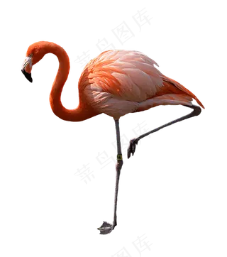 火烈鸟图片免抠png透明素材