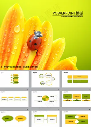 雨后瓢虫黄色花瓣ppt素材