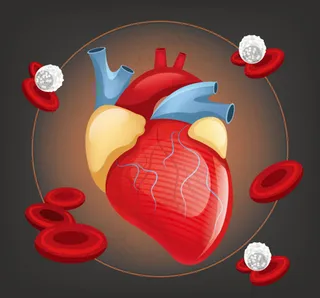 人体心脏器官设计矢量素材,