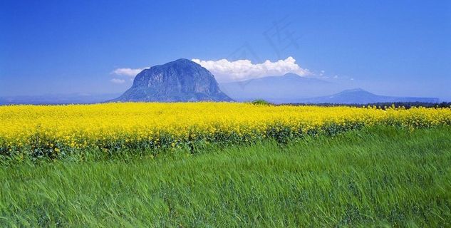 春天油菜花麦子图片