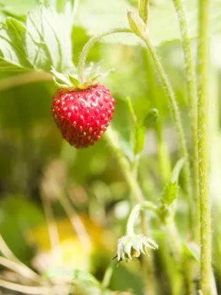 在草甸野生草莓