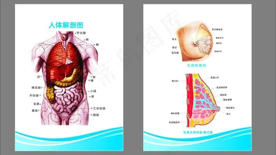 医院解剖图 （注解剖图未分层）图片