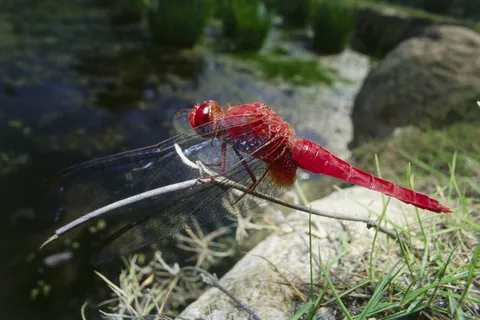 停在枝头的红蜻蜓 停在枝头的红蜻蜓