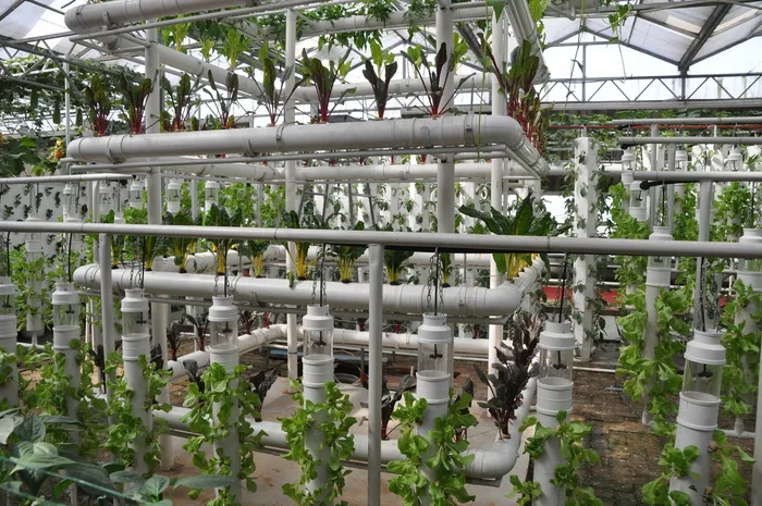 植物工厂 蔬菜图片