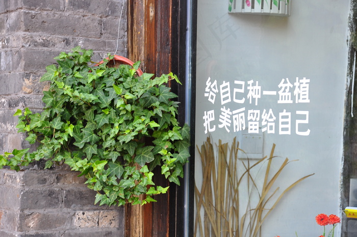 盆栽图片