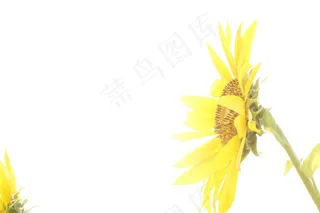 葵花素材