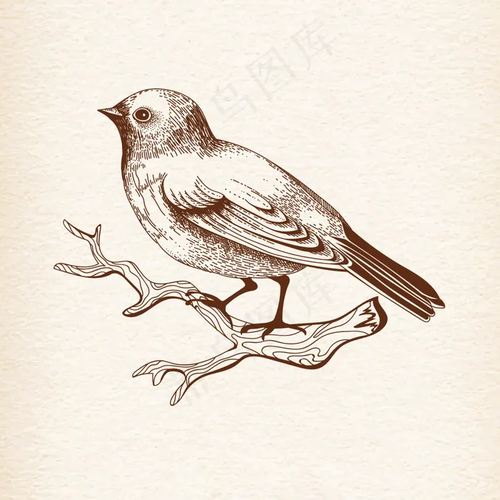时尚手绘素描麻雀鸟素材