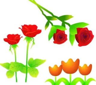 玫瑰花 花朵图片