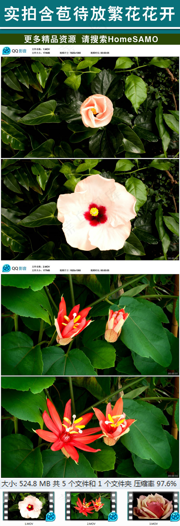 实拍含苞待放繁花花开过程
