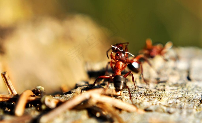 蚂蚁图片