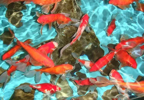 锦鲤图片 锦鲤图片