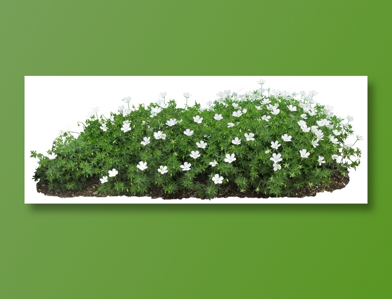 高清免抠植物风露草