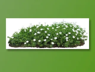 高清免抠植物风露草