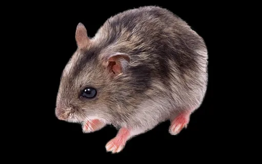 老鼠免抠素材PSD分层